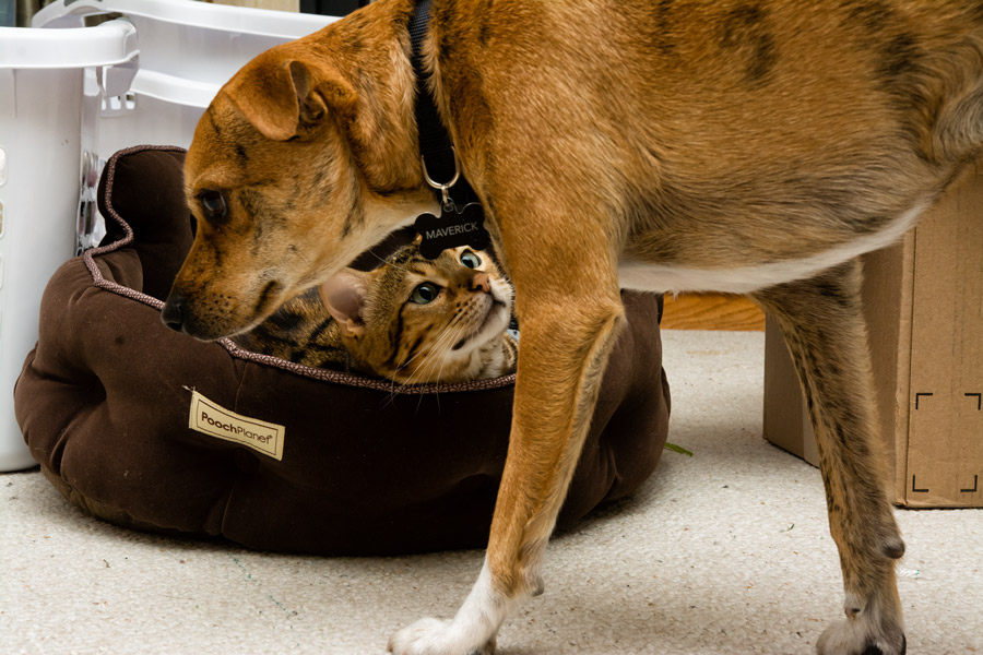 Noctiva stealing dog bed photo