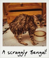A scraggly Bengal!
