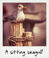 A sitting seagull!