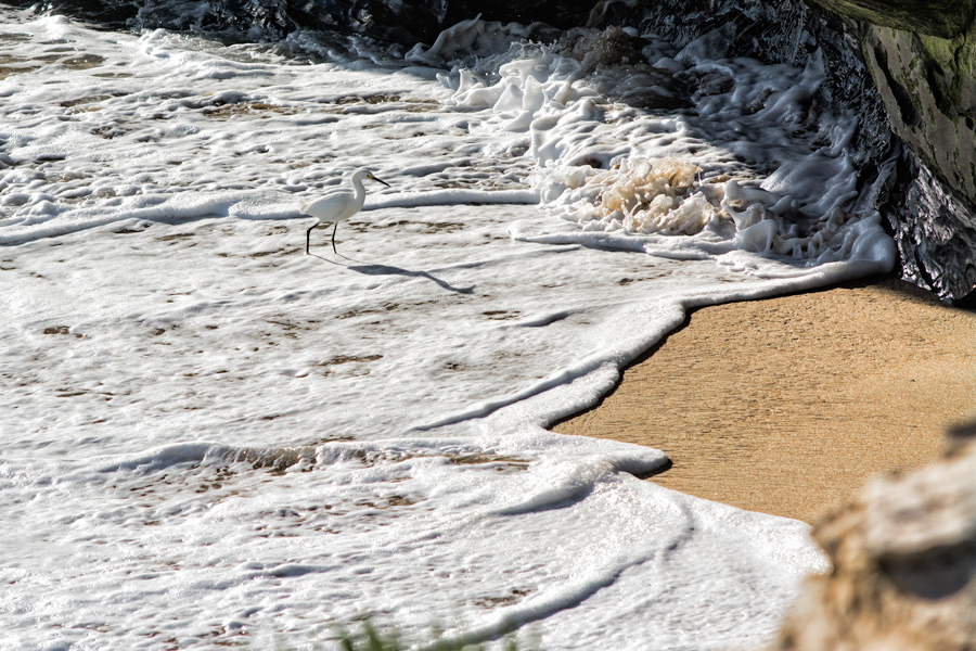 White egret in surf at Santa Cruz photo