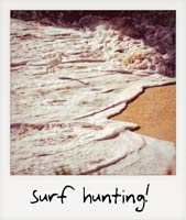 Surf hunting!