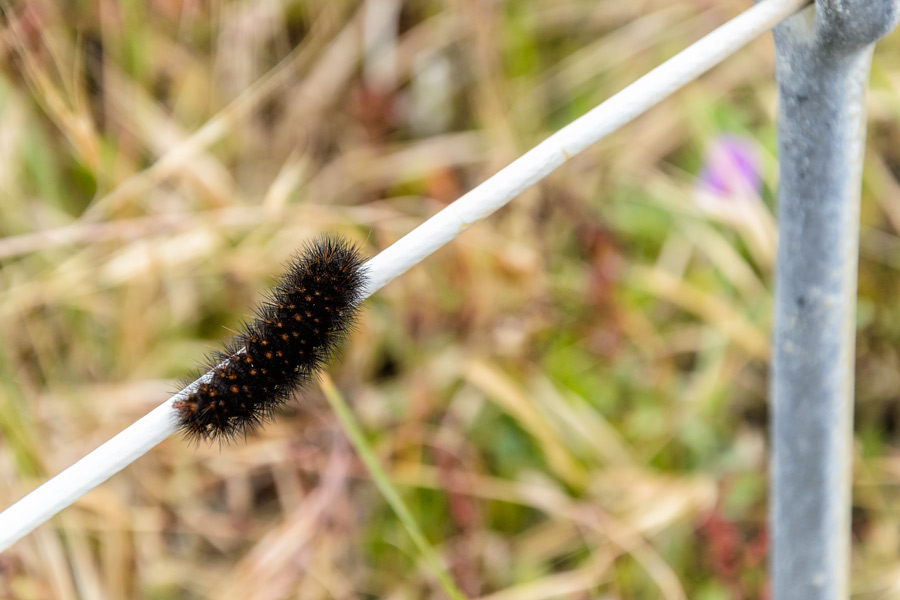 Woolly caterpillar photo