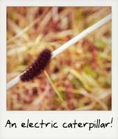 An electric caterpillar!
