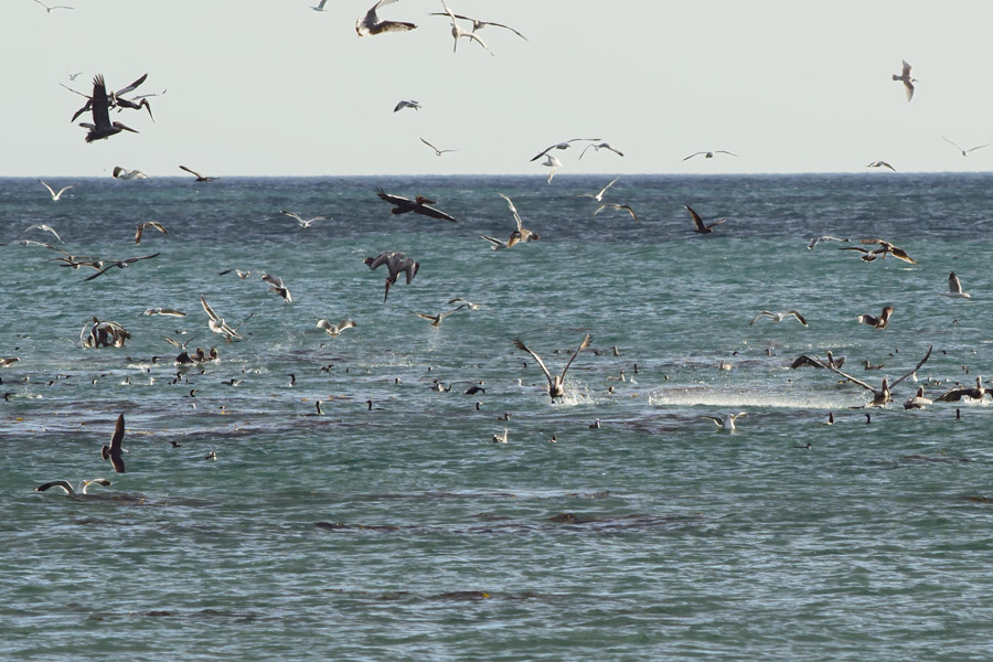 Pelican feeding frenzy photo