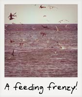 A feeding frenzy!