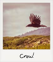Crow!