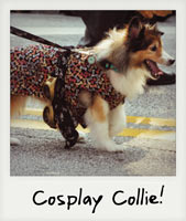 Cosplay Collie!