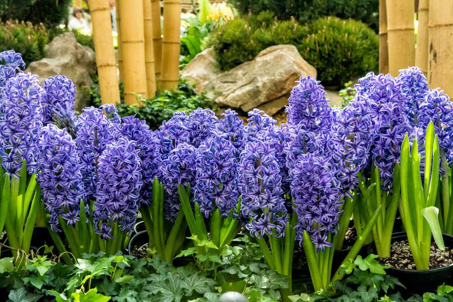 Purple flowers in Bellagio gardens Las Vegas photo