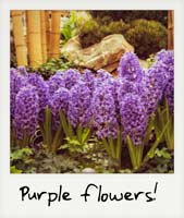 Purple flowers! Purple flowers!