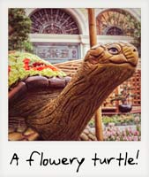 A flowery turtle!