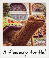 A flowery turtle! A flowery turtle!