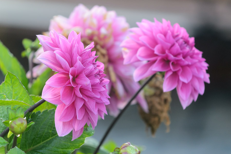 Purple flowers Pier 39 San Francisco photo