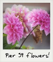 Purple flowers! Purple flowers!