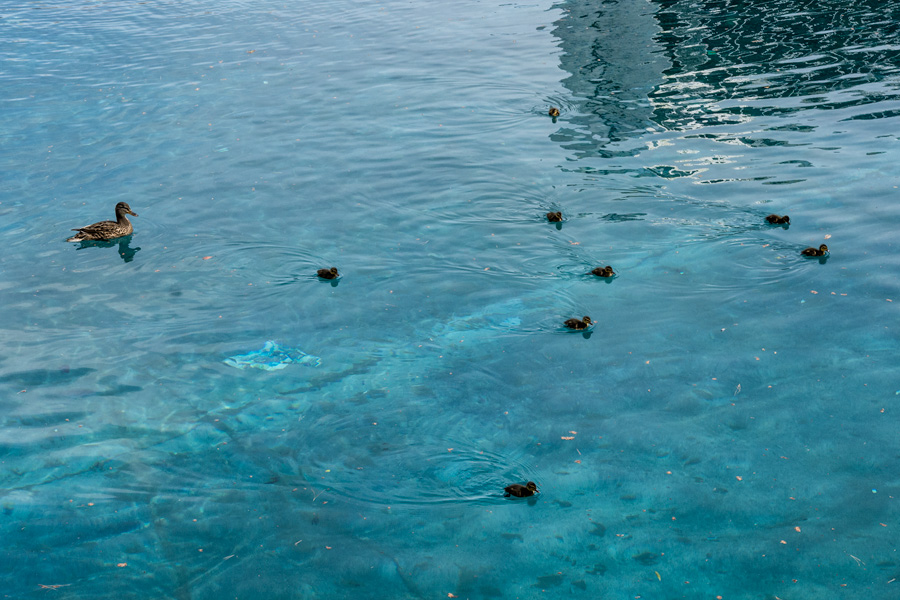 Duck family swimming in Las Vegas photo