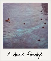 A duck family!