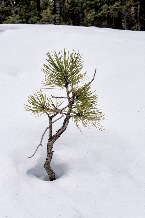 Small tree growing in snow on Mount Charleston photo