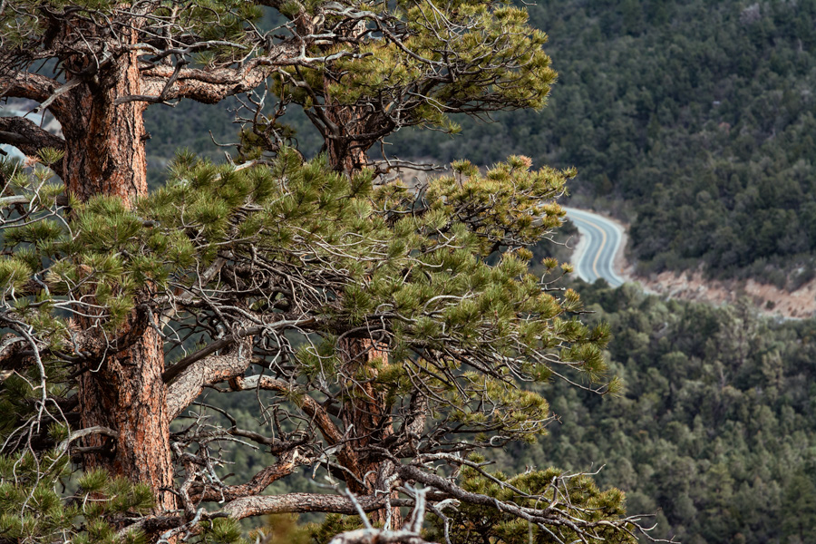 Winding road up Mount Charleston photo