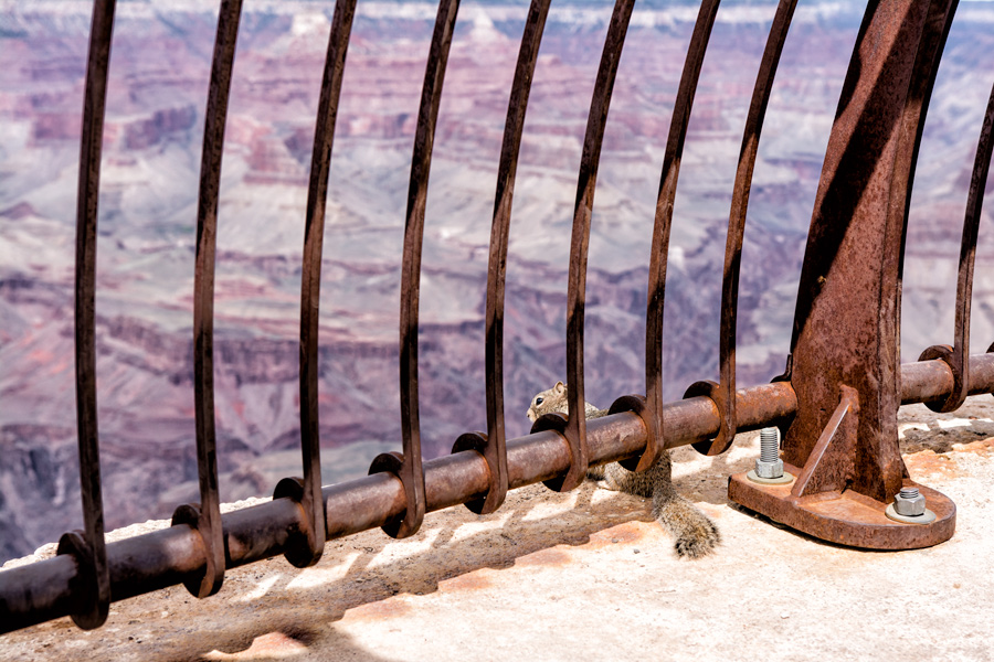 Squirrel at Grand Canyon photo