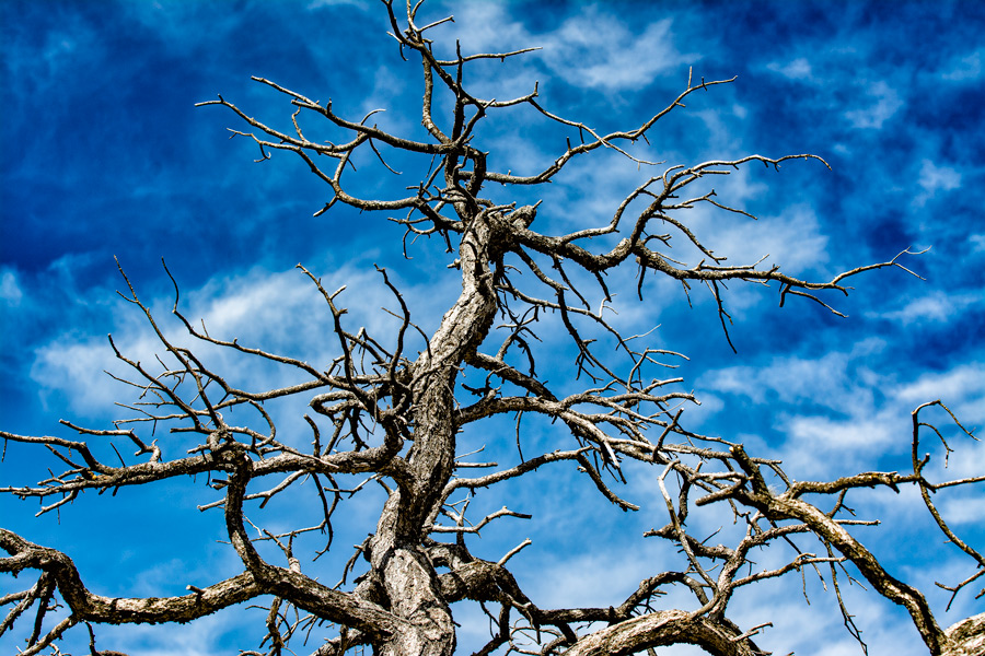 Scraggly tree Grand Canyon photo