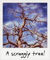 A scraggly tree!