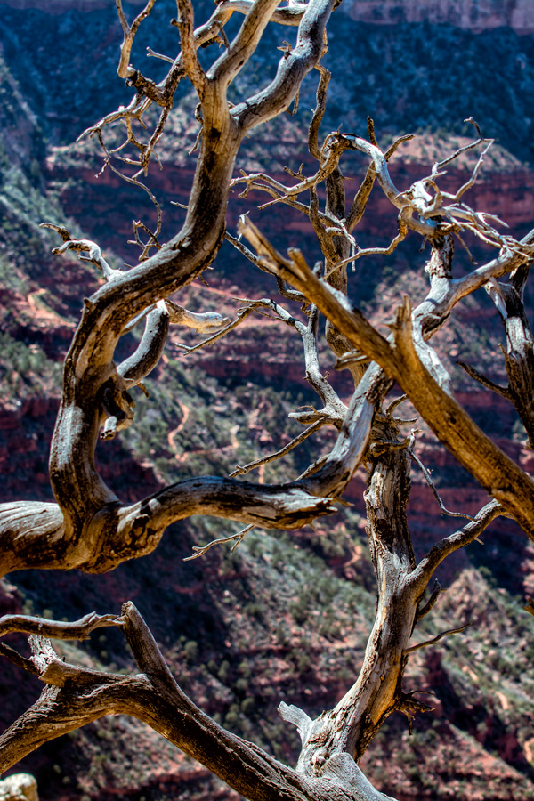 Scraggly tree over Grand Canyon photo