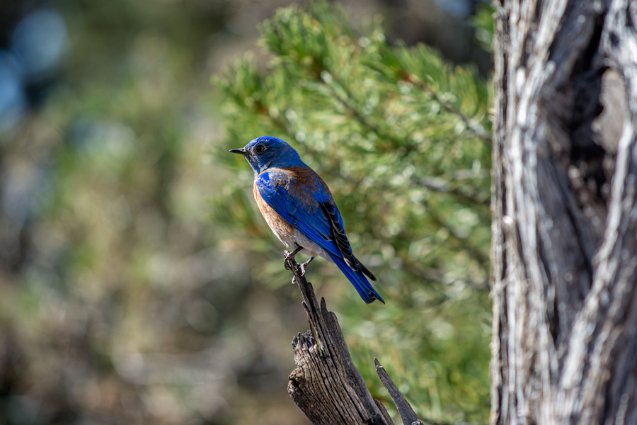 Sialia mexicana Western Bluebird Grand Canyon photo