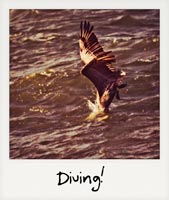 Diving!