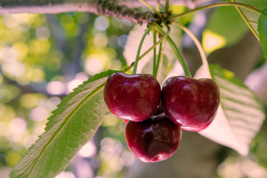 Brentwood California cherries photo