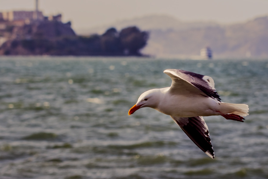 Seagull flying past Alcatraz photo