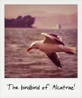 The birdbird of Alcatraz!