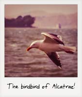 The birdbird of Alcatraz! The birdbird of Alcatraz!