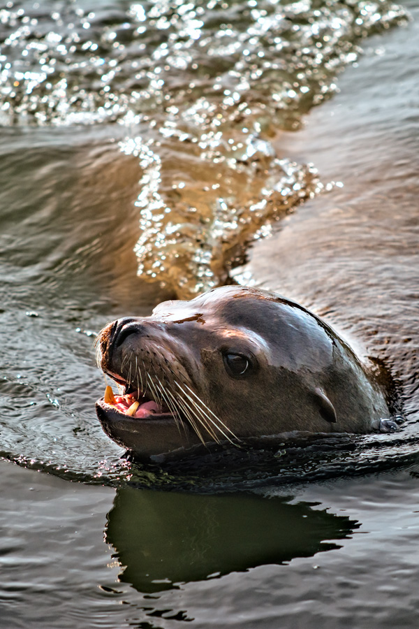 Male sea lion cruising photo