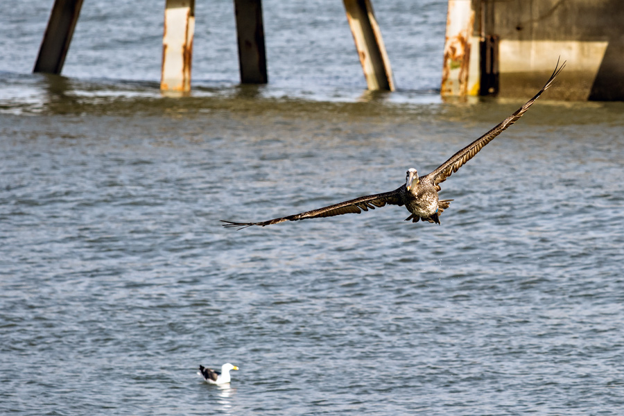 Pelican taking off San Francisco Bay photo