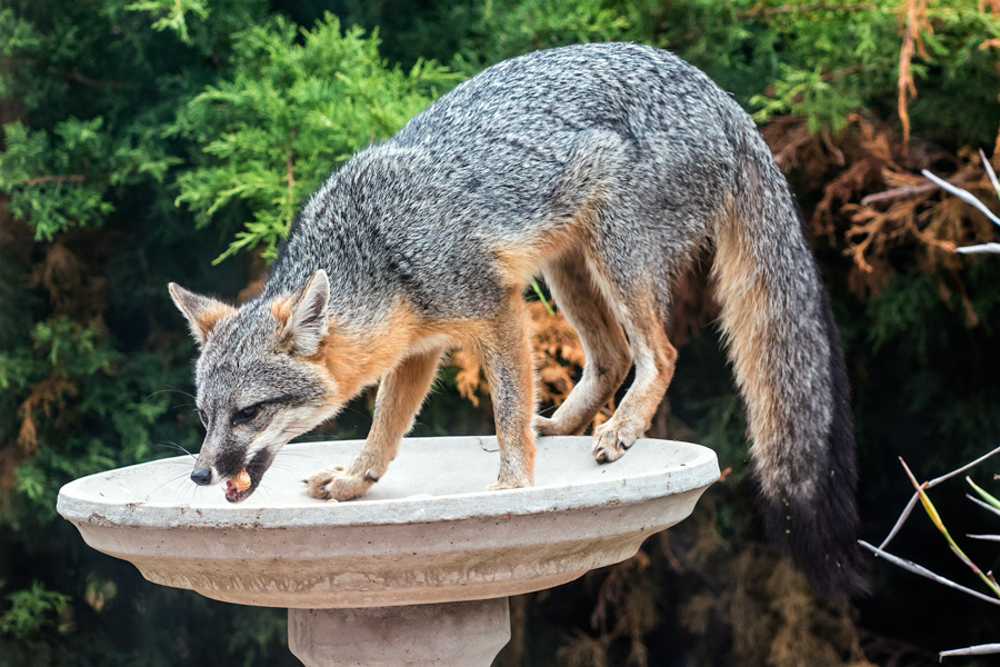 Gray fox eating peanuts photo