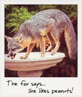 The fox says... she likes peanuts! The fox says... she likes peanuts!