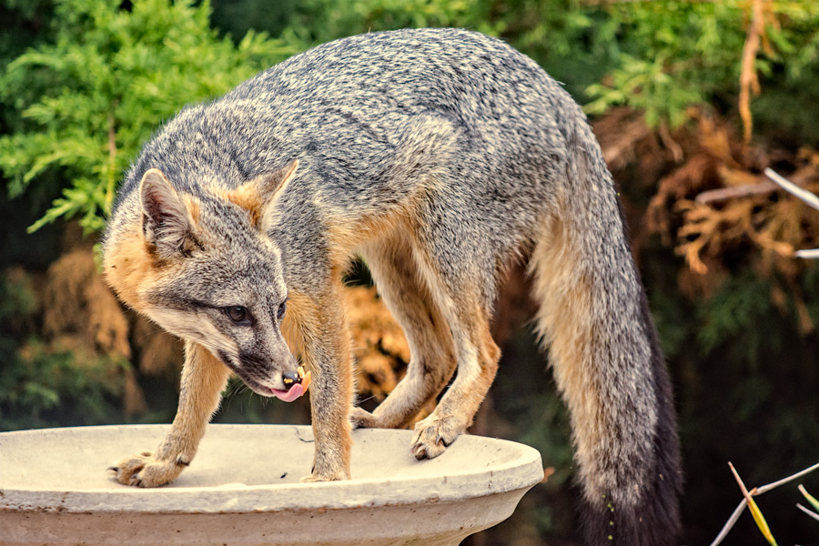 Gray fox licking muzzle in bird feeder photo