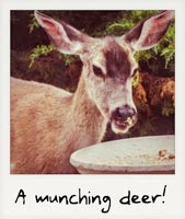 A munching deer!