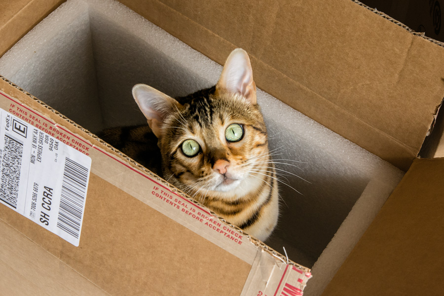Bengal cat in box photo