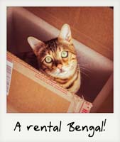 A rental Bengal!