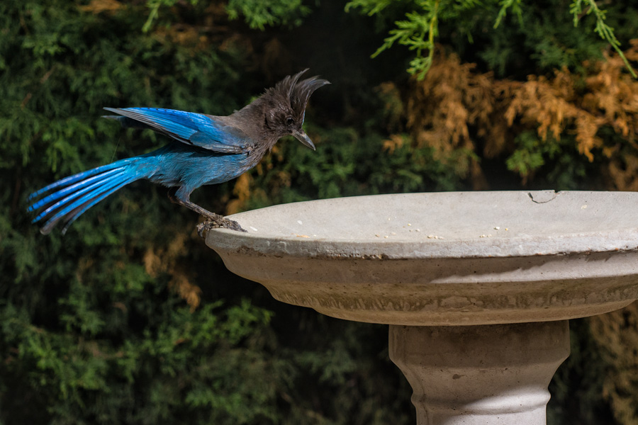 Steller's Jay in bird feeder photo