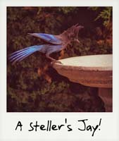 A Steller's Jay!