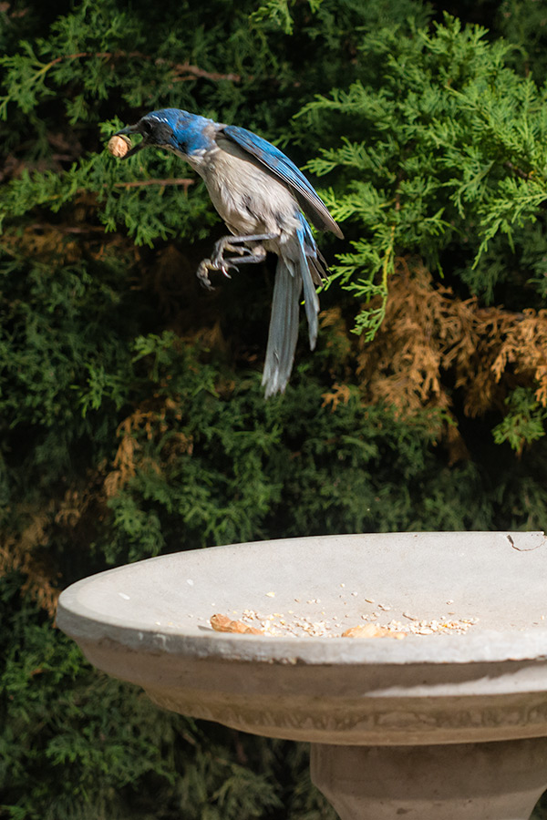 Scrub Jay jumping photo