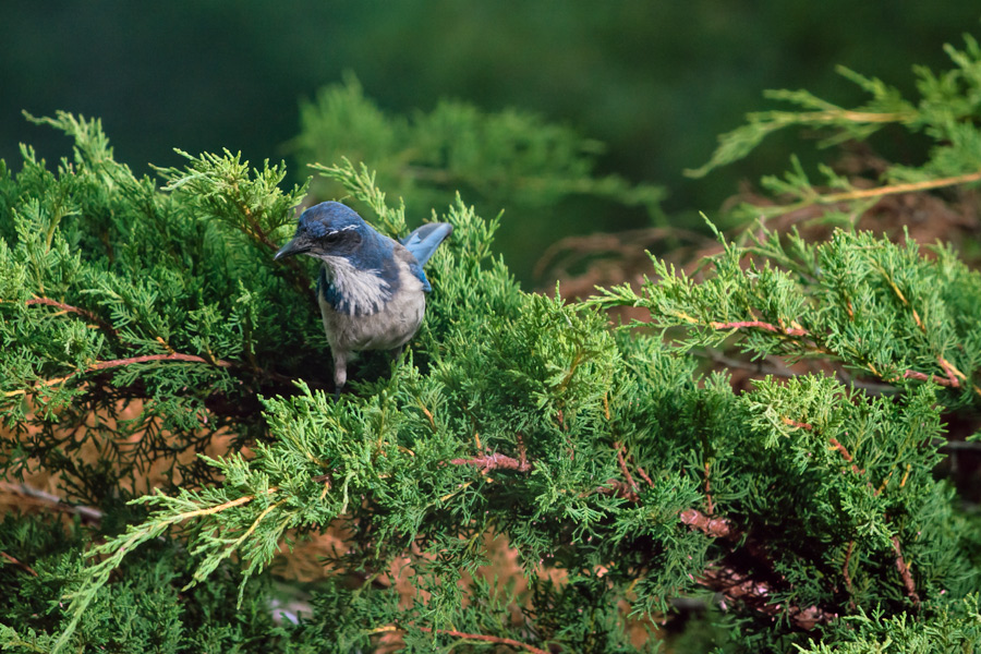 Scrub jay in bushes photo