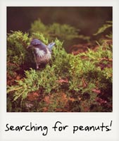 Searching for peanuts!
