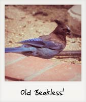 Old Beakless!