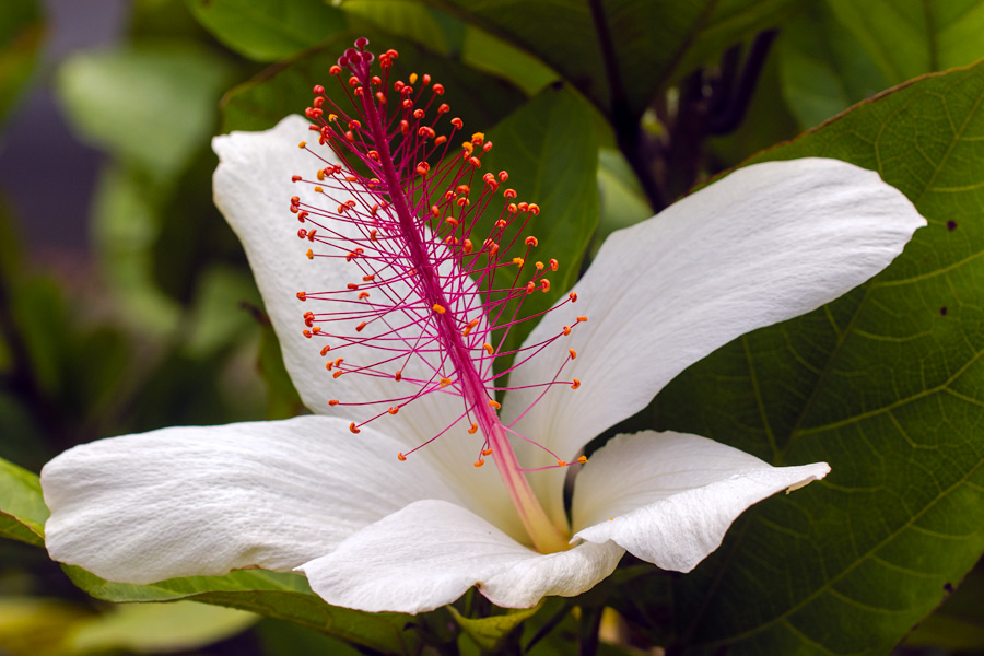 White Hibiscus flower Hawaii photo