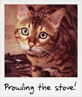 Prowling the stove!