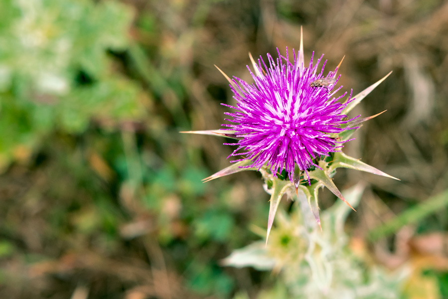 Fly on purple spkiy flower photo