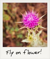 Fly on flower!