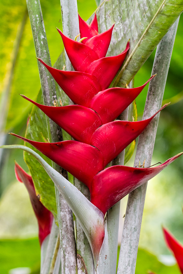 Heliconia Caribaea red photo